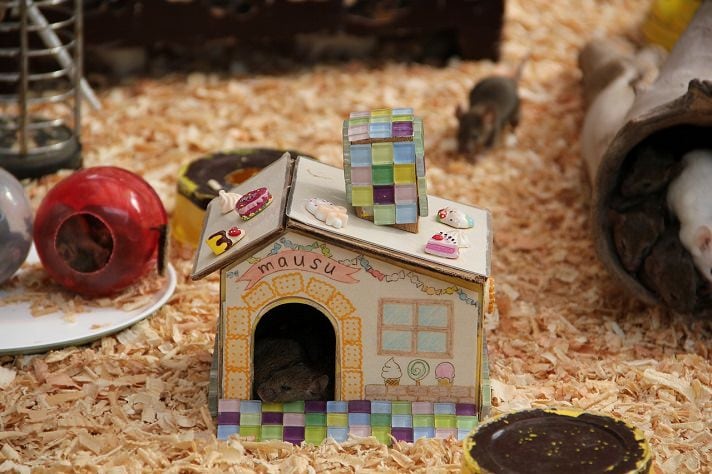 https://media-be.chewy.com/wp-content/uploads/mouse-house.jpg