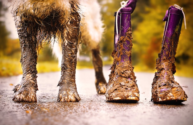 6 Easy Ways To Keep Your Dog From Tracking Mud And Dirt In The House - My  Brown Newfies