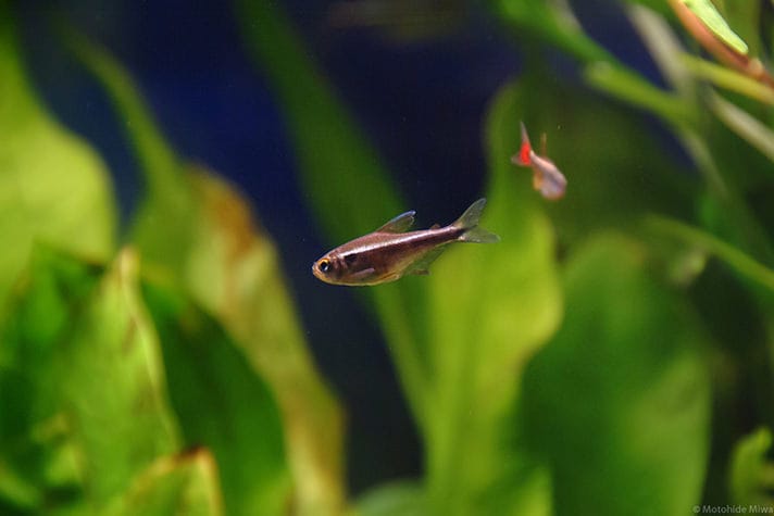 daphnia in fish tank