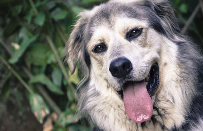 do dogs lose weight when they get old