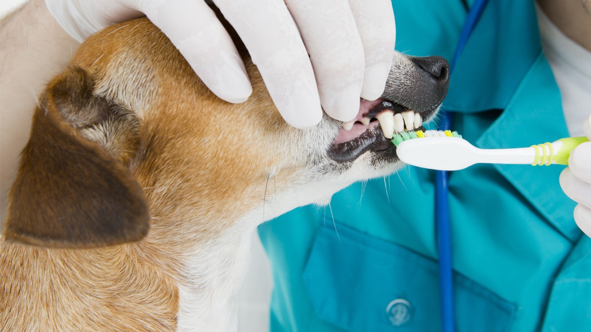 is it safe to put an older dog under anesthesia