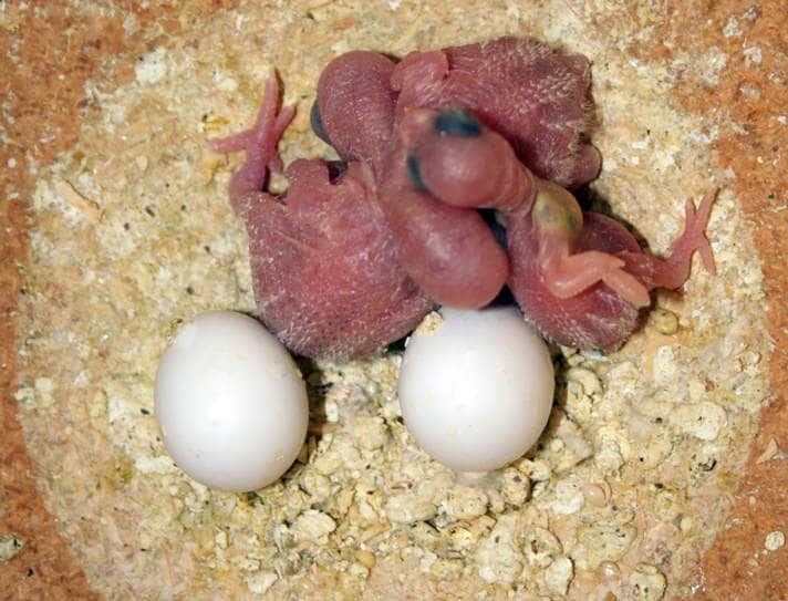 Baby Budgies Hatching Question | BeChewy