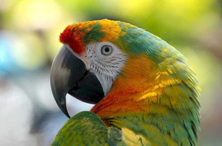 Why Do Macaws Bob Their Heads 