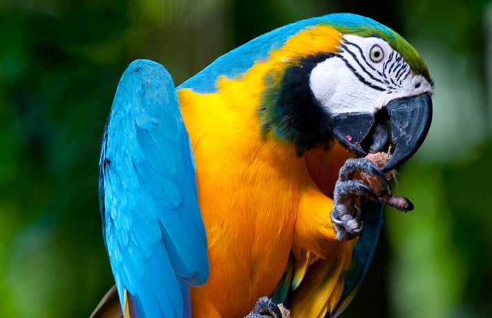 All About Parrots' Feet | BeChewy