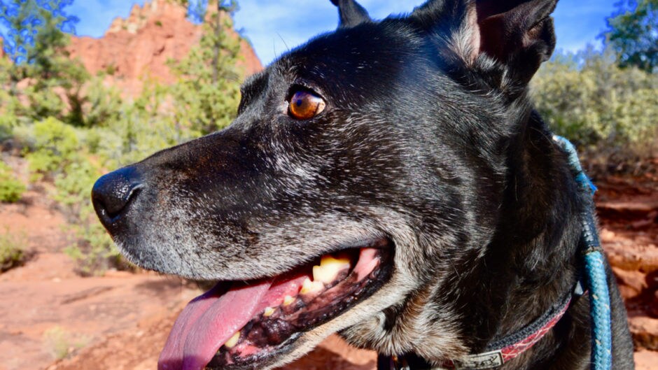 Where to Vacation With Your Dog DogFriendly Sedona BeChewy