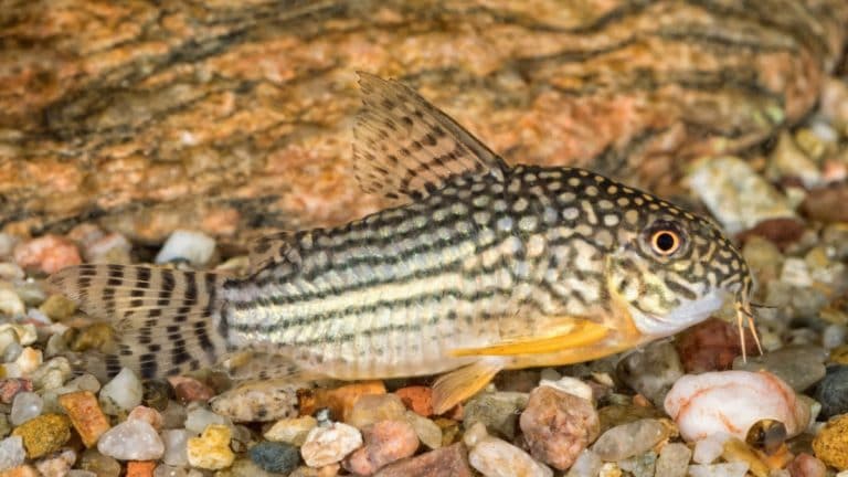 Overfeeding Aquarium Fish