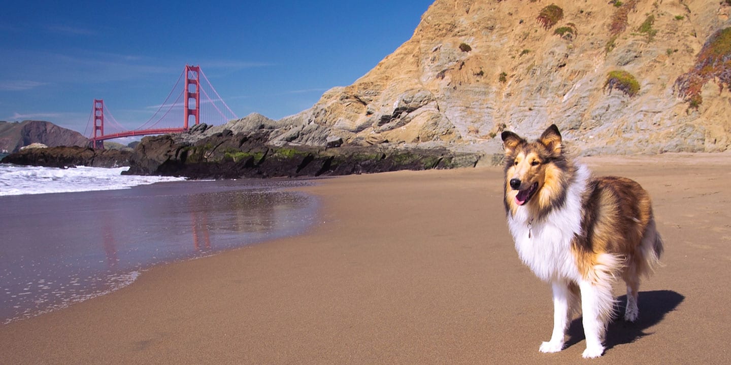7 Dog-Friendly Cities to Take Your Pup in the United States