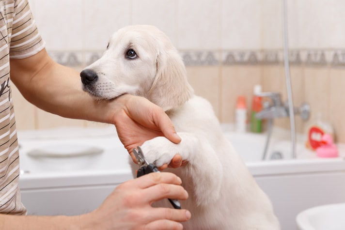 Trimming Your Puppy's Nails | BeChewy