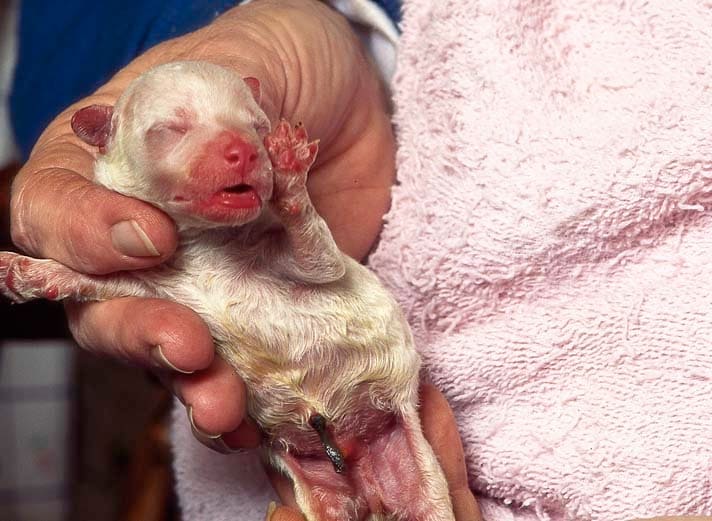 what do you do with a newborn puppies umbilical cord