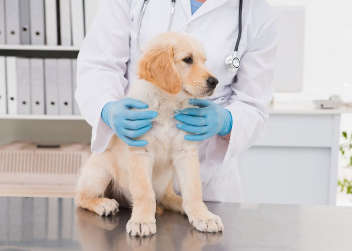what to bring to puppy's first vet visit