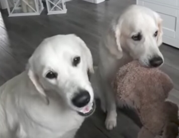 Dogs Take Turns Holding Toy While Receiving Treats Bechewy