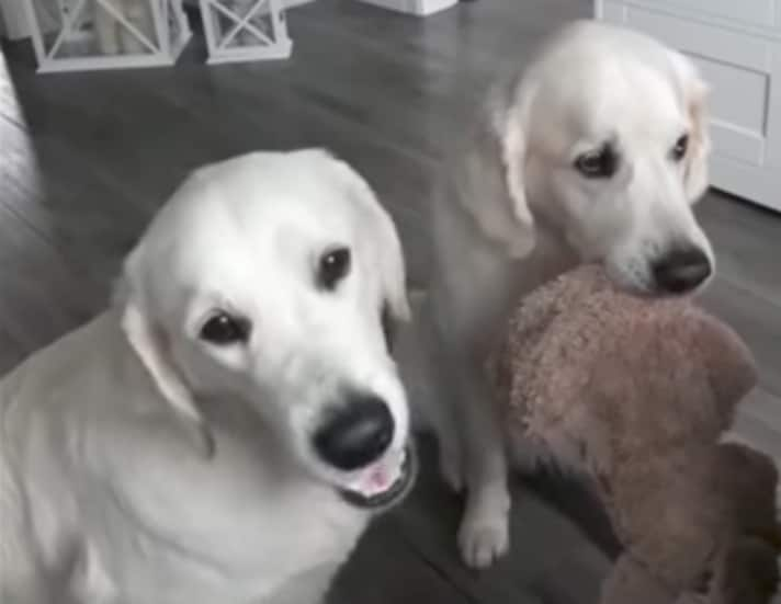 Dogs Take Turns Holding Toy While Receiving Treats | BeChewy