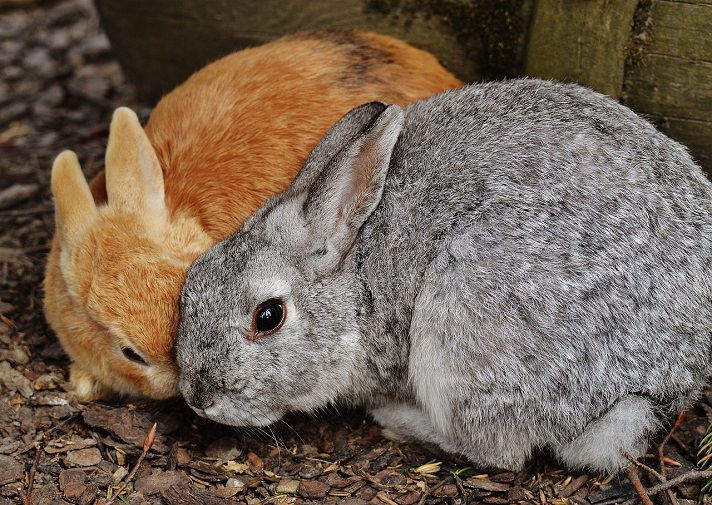 A Look At Wild Rabbit Hormonal Behaviors | BeChewy