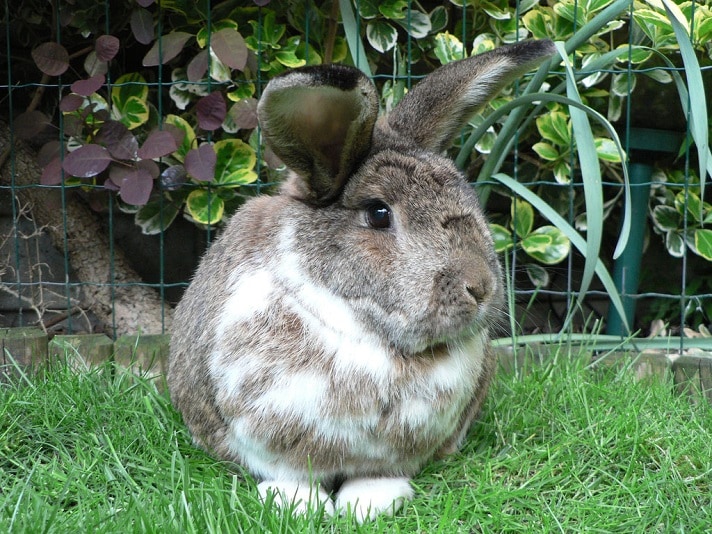 Do Rabbits Have Allergies BeChewy