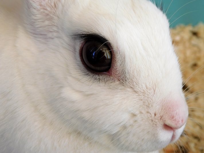 Why is my Rabbit Losing Fur around his Eyes?