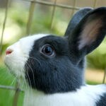rabbit not drinking from water bottle
