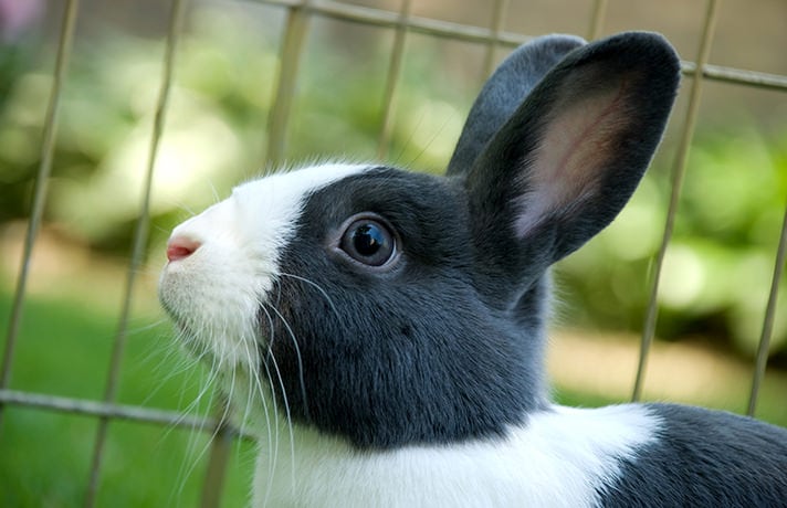 What To Do If Your Rabbit Nearly Stops Drinking Water | BeChewy