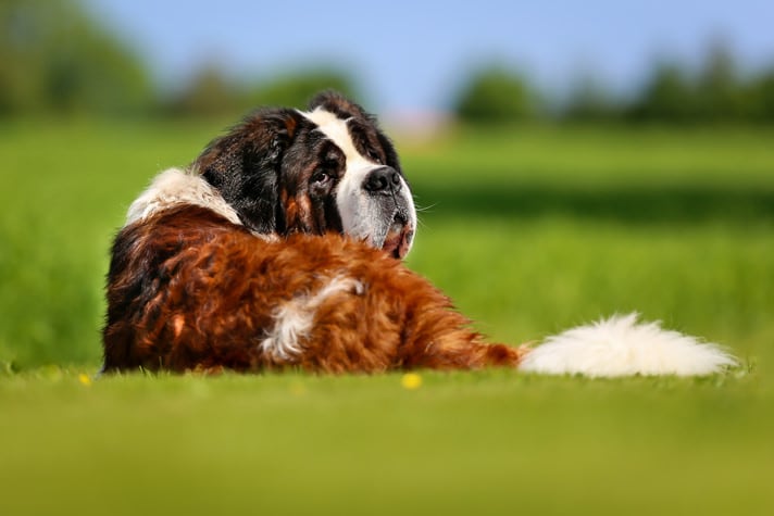 what are the rules for keeping a saint bernard in tokelau