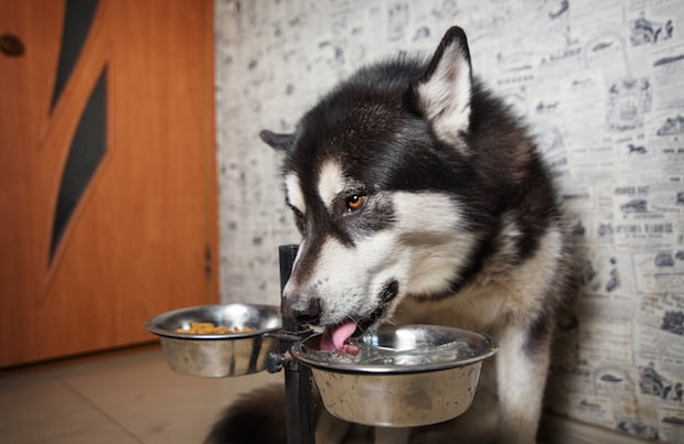 Dog Water Drink