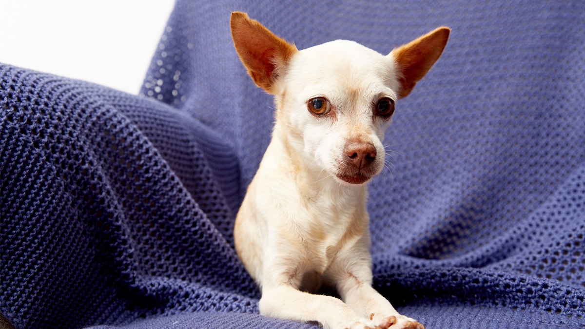 Can Anxiety In Dogs Be Cured