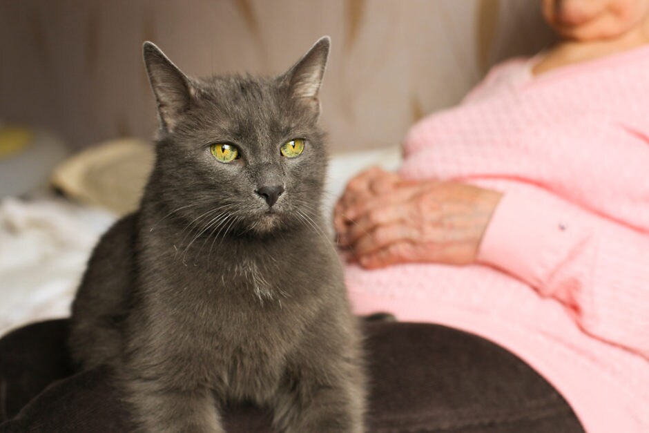 Are Dark Spot on a Cat’s Nose Freckles, or Something More? | BeChewy