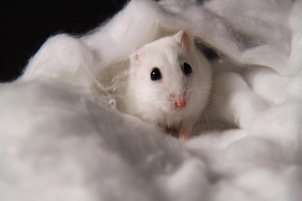 How Long do Hamsters Live?, Lots of good info here.