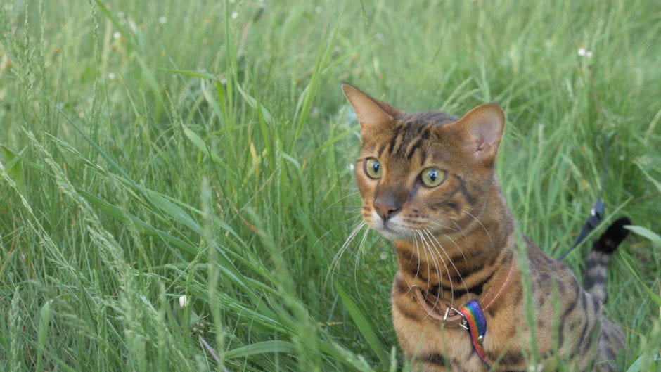Electric Fences and Cat Safety BeChewy