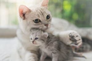 how long are cats in heat after giving birth