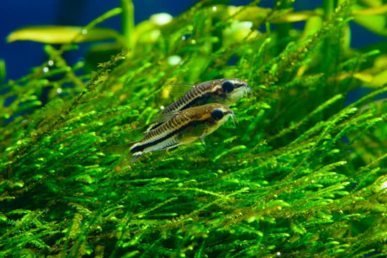 Breeding Minnows