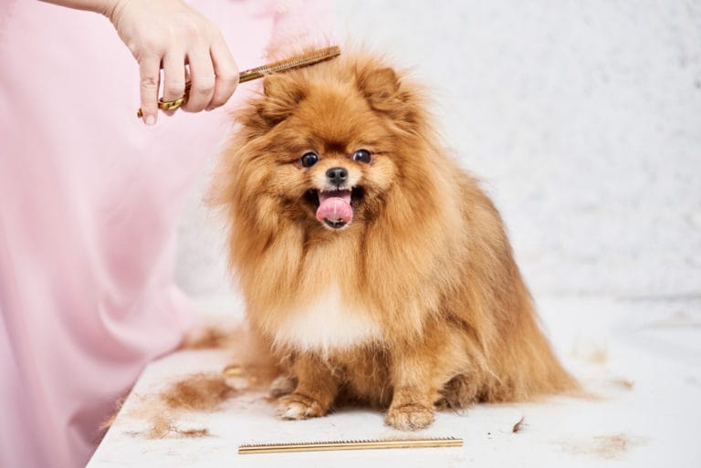 Dematting a Pomeranian’s Coat BeChewy