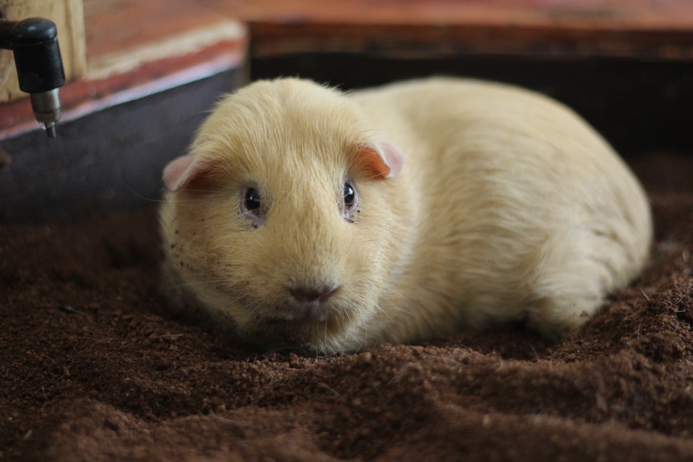 New guinea pig sales not eating