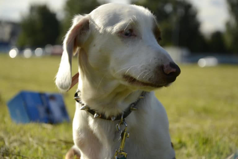 What To Do When Your Dog Steps in Poop BeChewy