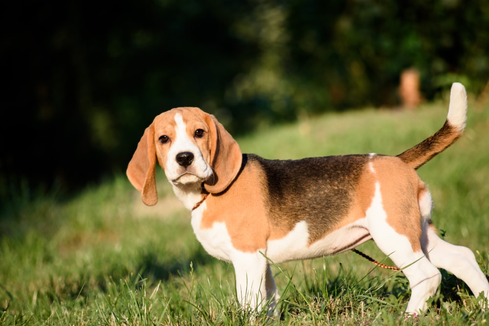 can english foxhounds be guard dogs