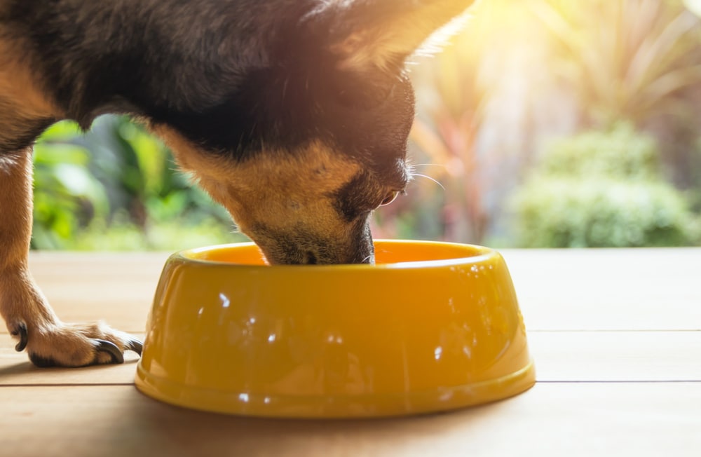 The Chihuahua's Special Dietary Needs | BeChewy