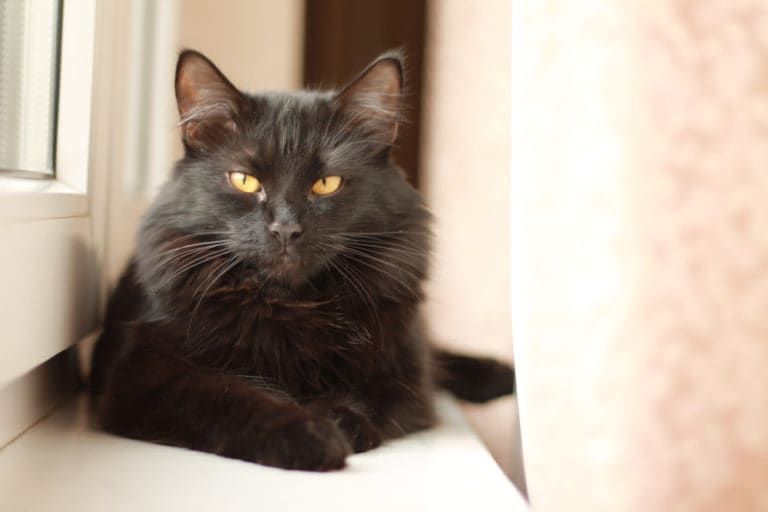 Do Black Cats Live Longer Than Others? | BeChewy