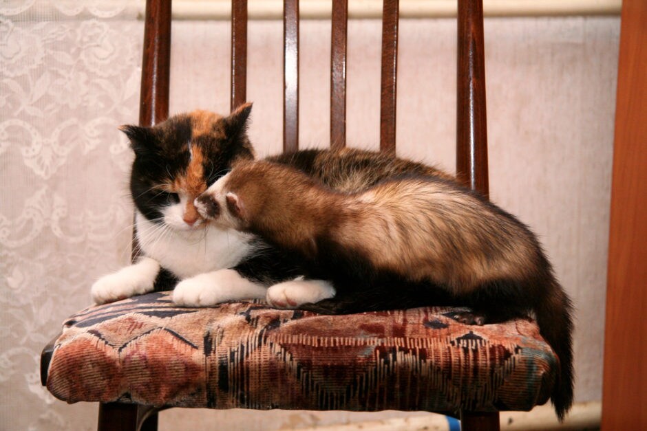 Adding Ferrets To A Cat Household BeChewy