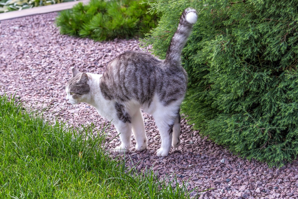 Neutered cat still store marking