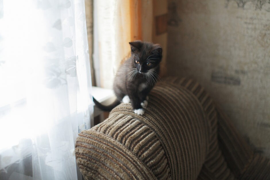 When Can Kittens Be Adopted? Here’s How to Know When to Bring a Kitten Home BeChewy