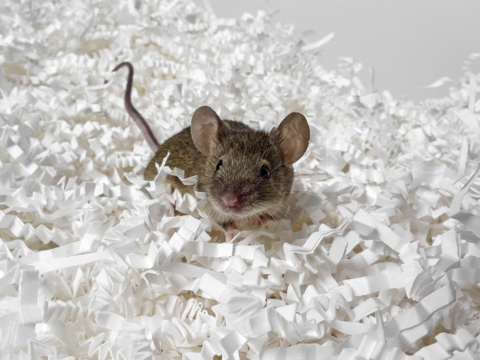 How Many Mice Can Live Together? BeChewy