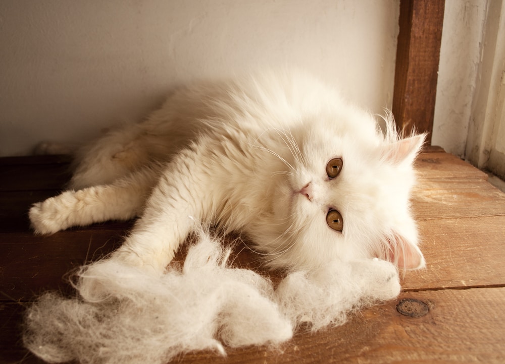How To Manage Your Kitten's Shedding | BeChewy