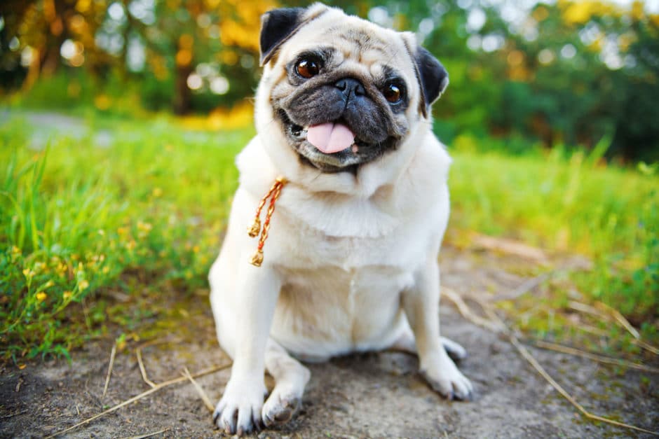 10 Dogs Breeds That Love to Dig | BeChewy