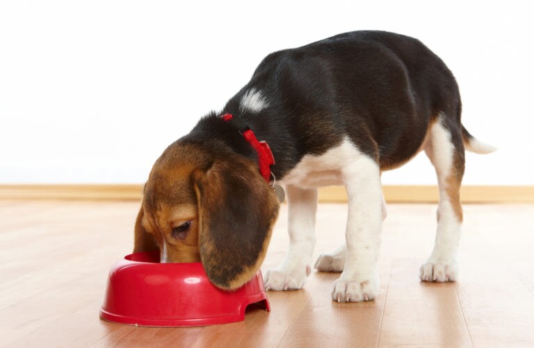 Dog Vomiting After Meals BeChewy