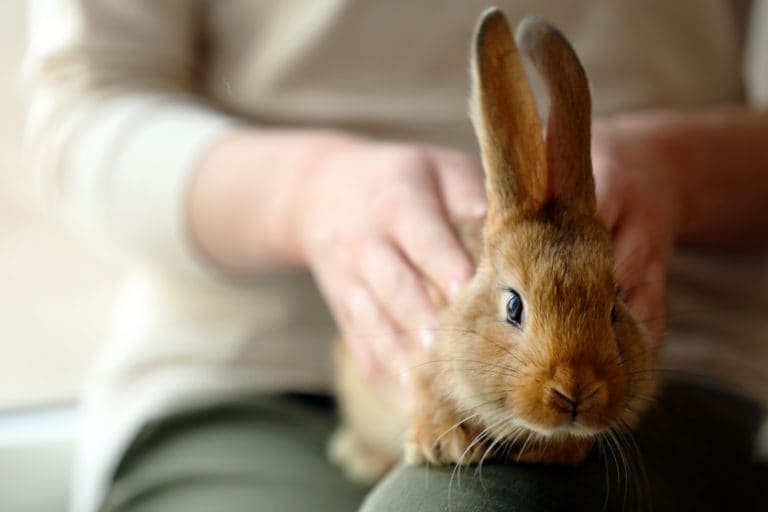 Rabbit Behavior Changes After Neutering BeChewy