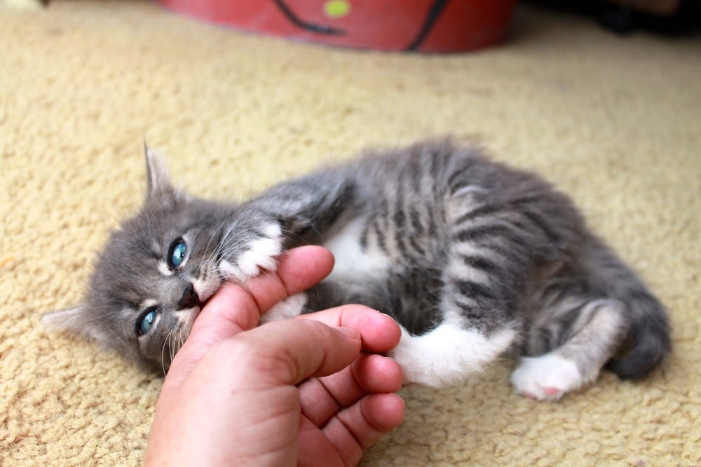 Why Is My New Kitten Biting And Hissing? | BeChewy
