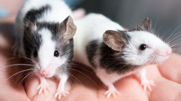 Baby best sale pet rats