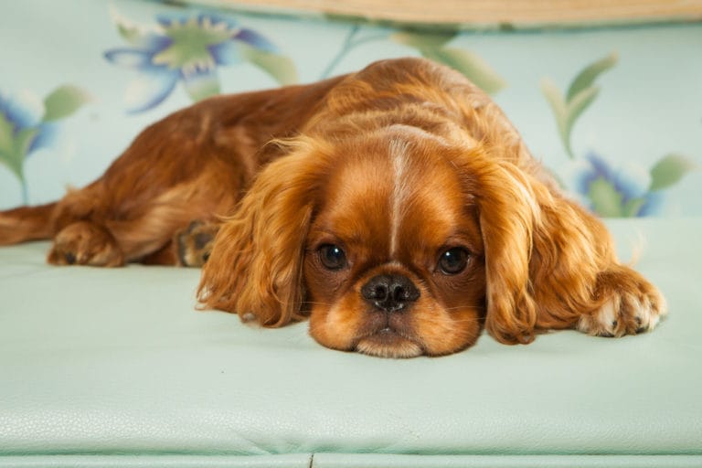 Why Does Dog Dig On Couch