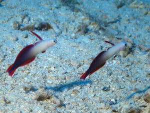 64 Koleksi Ikan Roket Air Laut Gratis