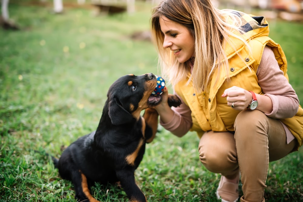 are rottweilers easy to train