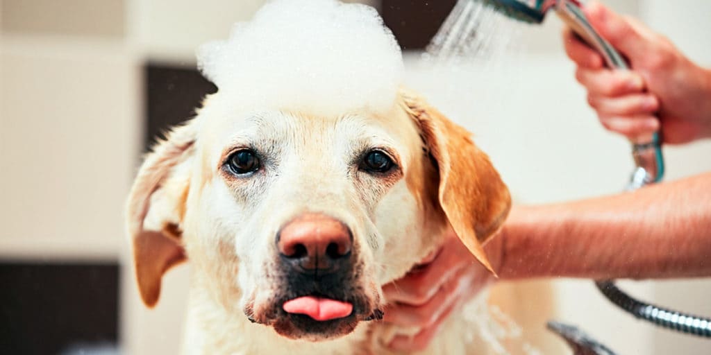Tips for Grooming Your Dog During the Winter