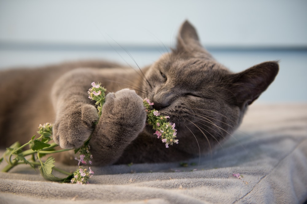 How Much Fresh Catnip Can I Give My Cat?